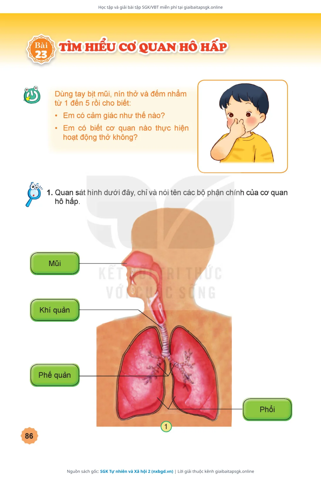 Trang 87 sách giáo khoa SGK Tự nhiên và Xã hội 2 thu nhỏ