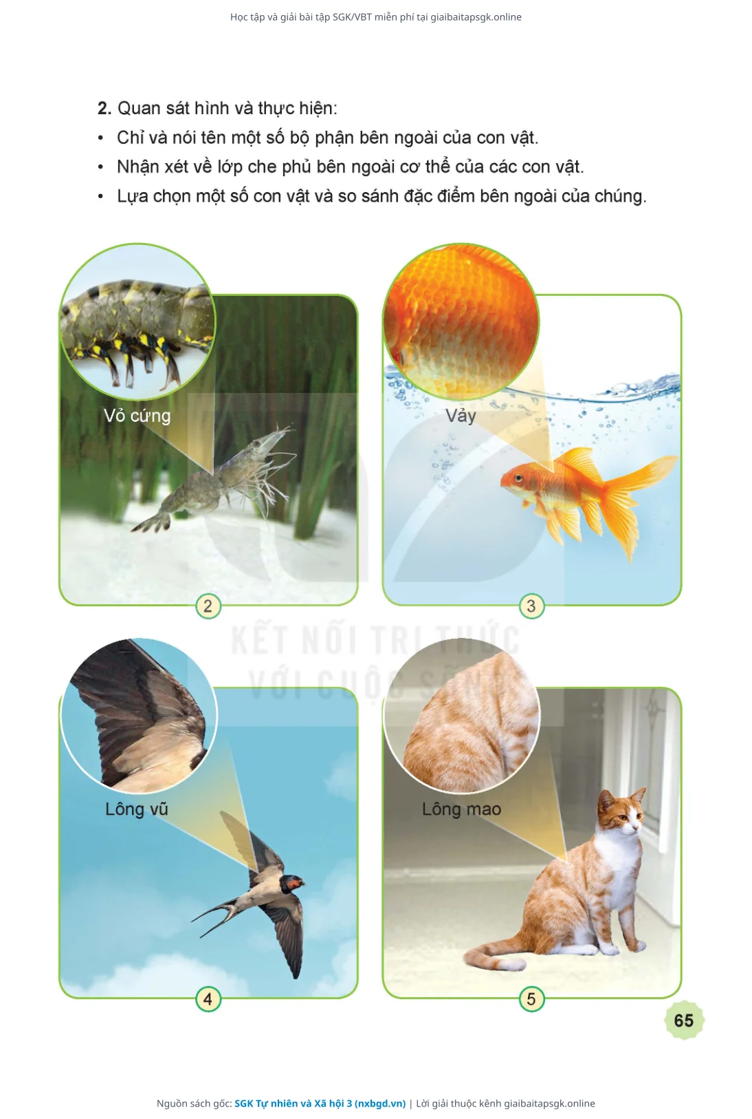Trang 66 sách giáo khoa SGK Tự nhiên và Xã hội 3 thu nhỏ