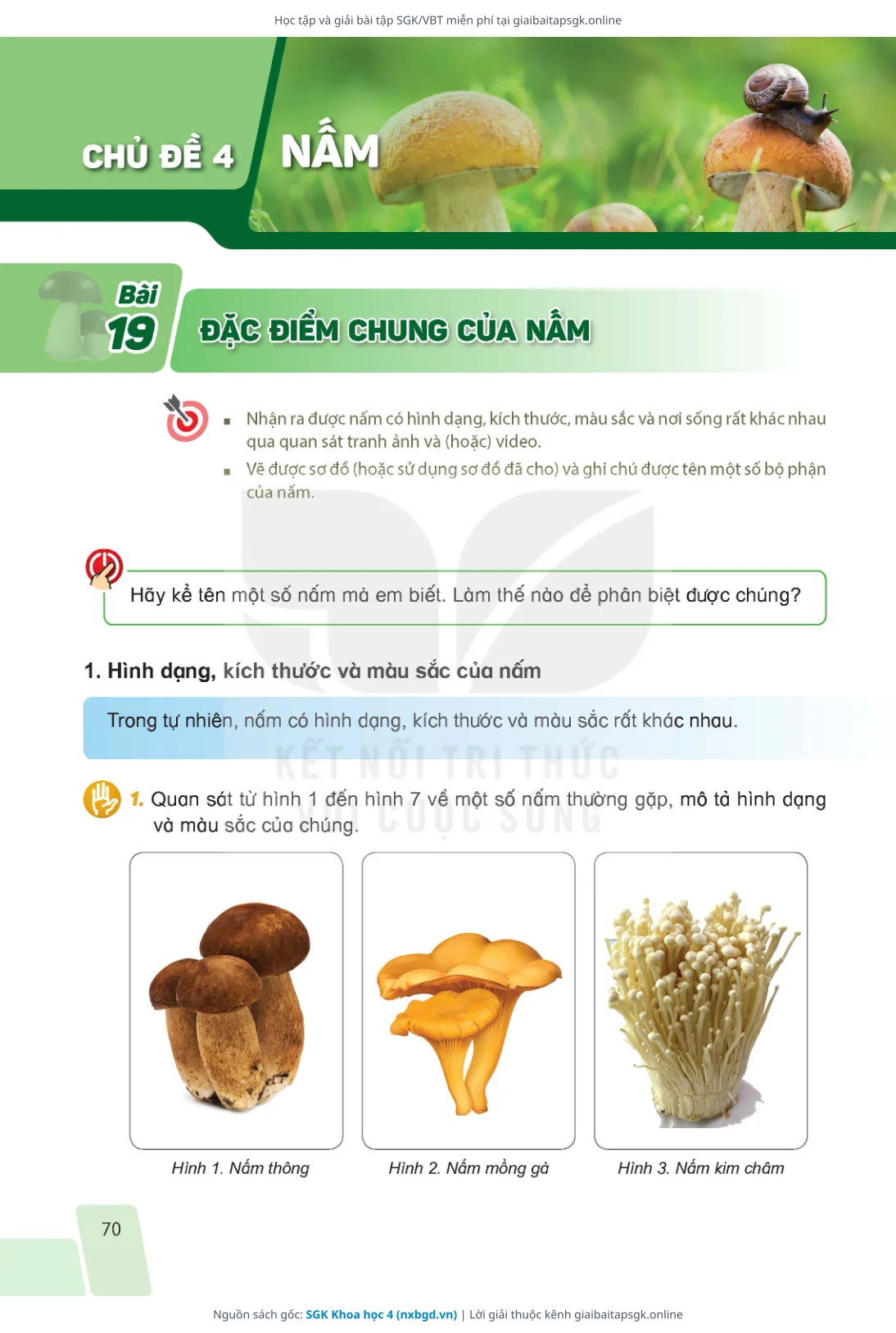 Trang 67 sách giáo khoa SGK Khoa học 4 bản chuẩn