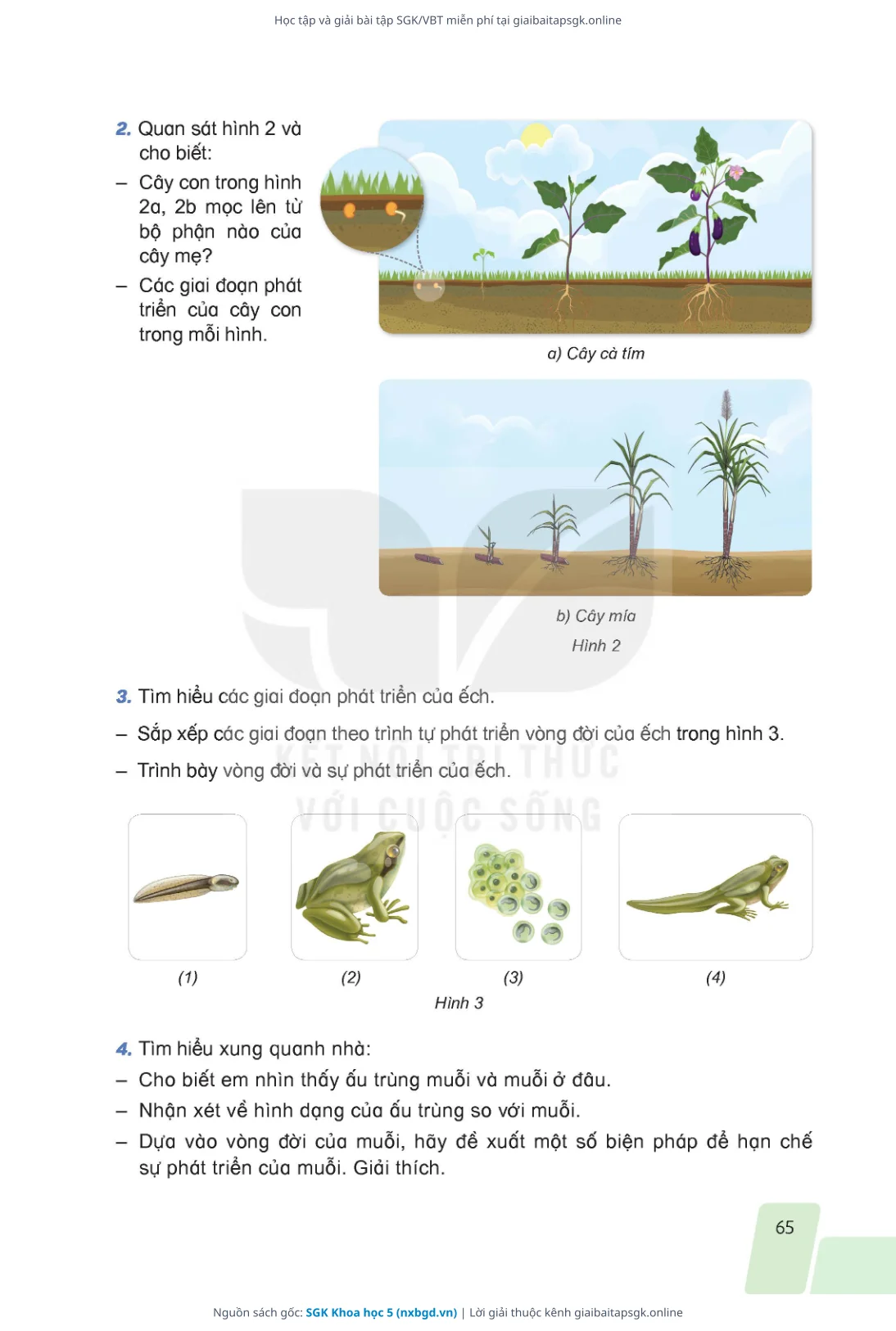 Trang 65 sách giáo khoa SGK Khoa học 5 bản chuẩn