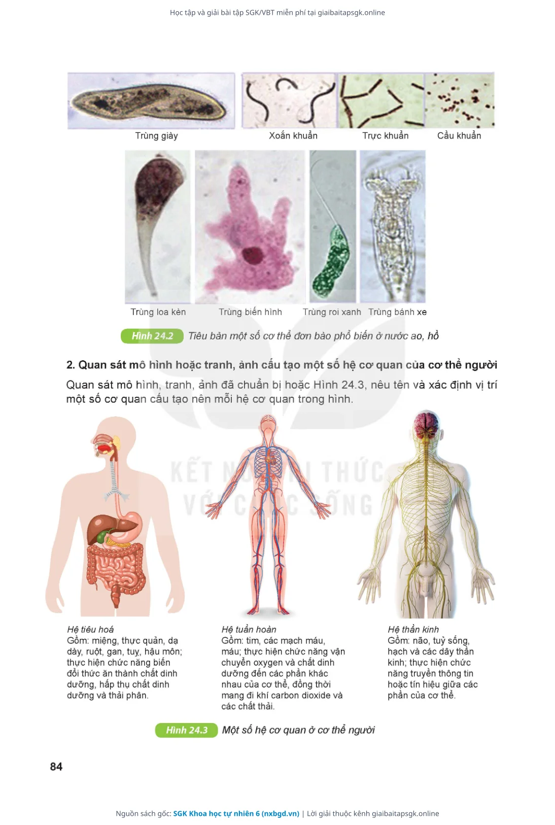 Trang 85 sách giáo khoa SGK Khoa học tự nhiên 6 thu nhỏ