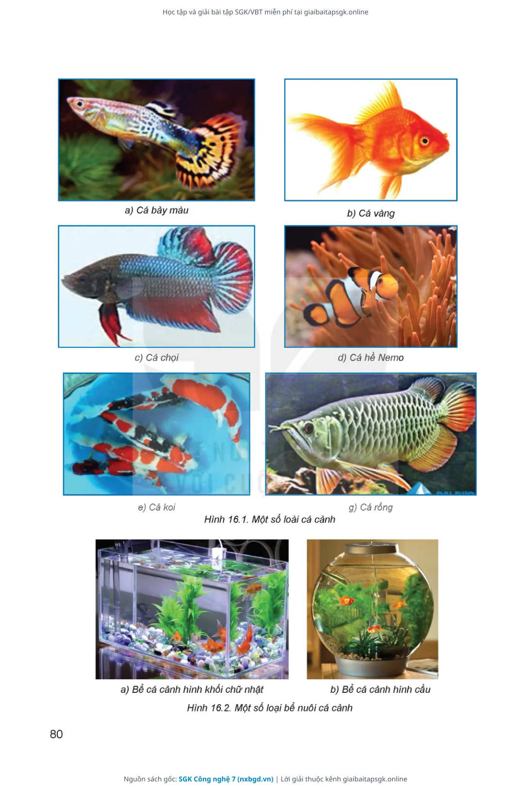 Trang 81 sách giáo khoa SGK Công nghệ 7 thu nhỏ